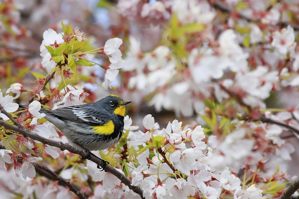 Yellow-rumped Warbler